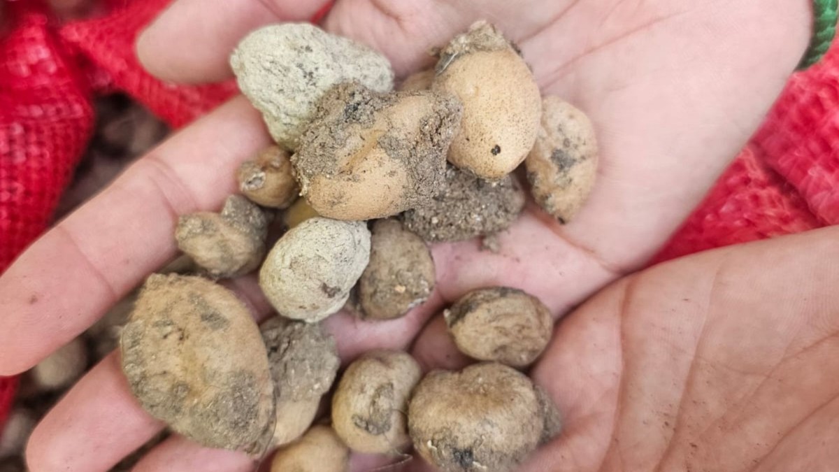 Adıyaman’da izinli deneme parselinde salep hasadı gerçekleştirildi